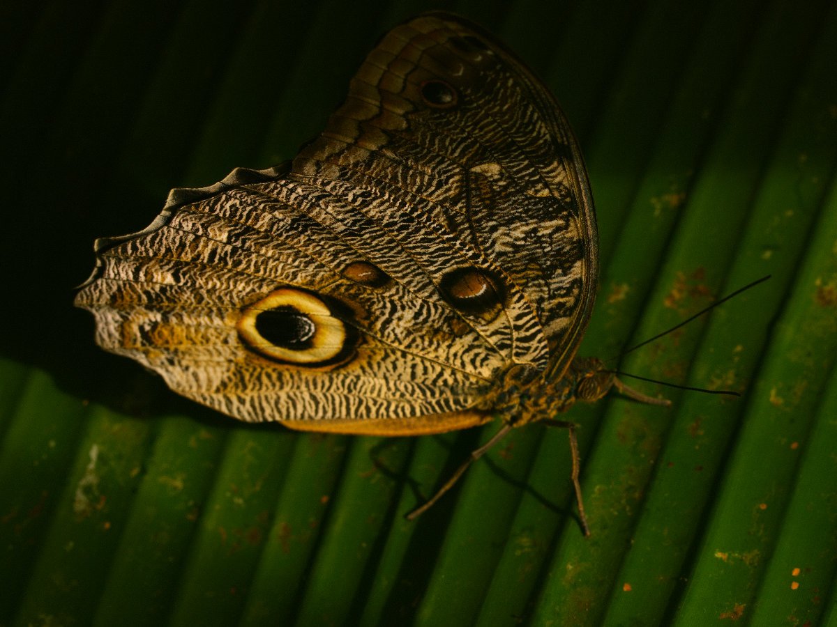 Post Banner - Pili Palas Nature World - A brilliant Anglesey animal experience