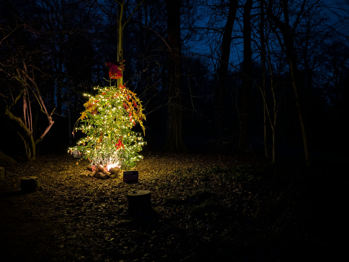 A dusk walk tree glowing in the dark