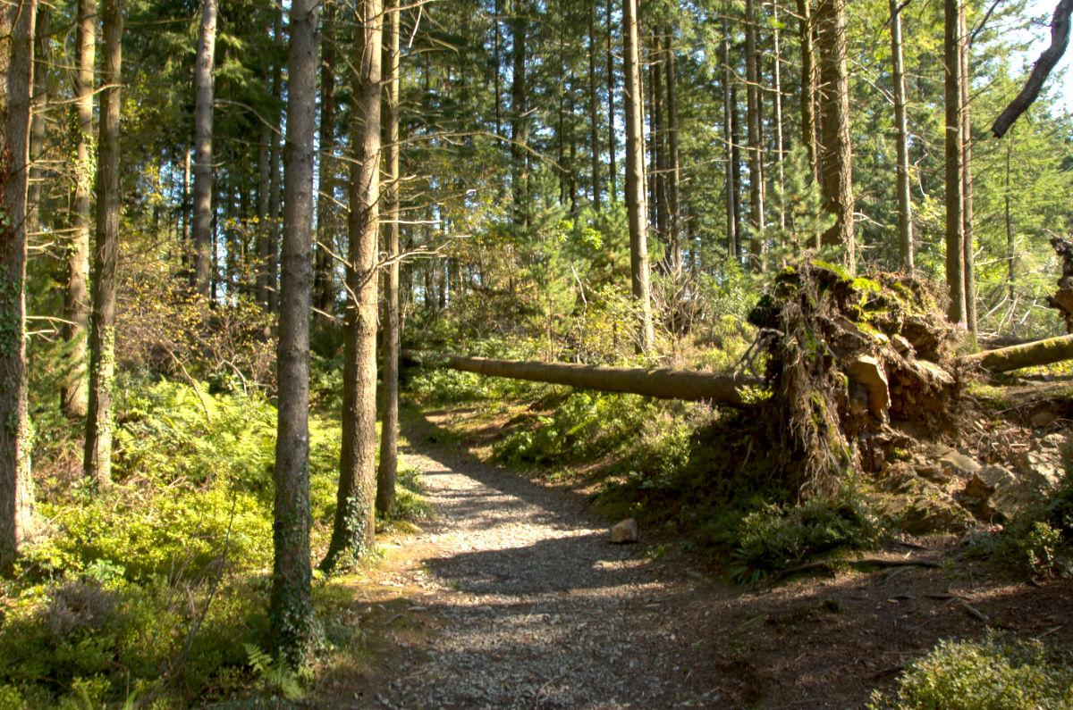 Exploring the woods around Llyn Hafod-y-Llyn