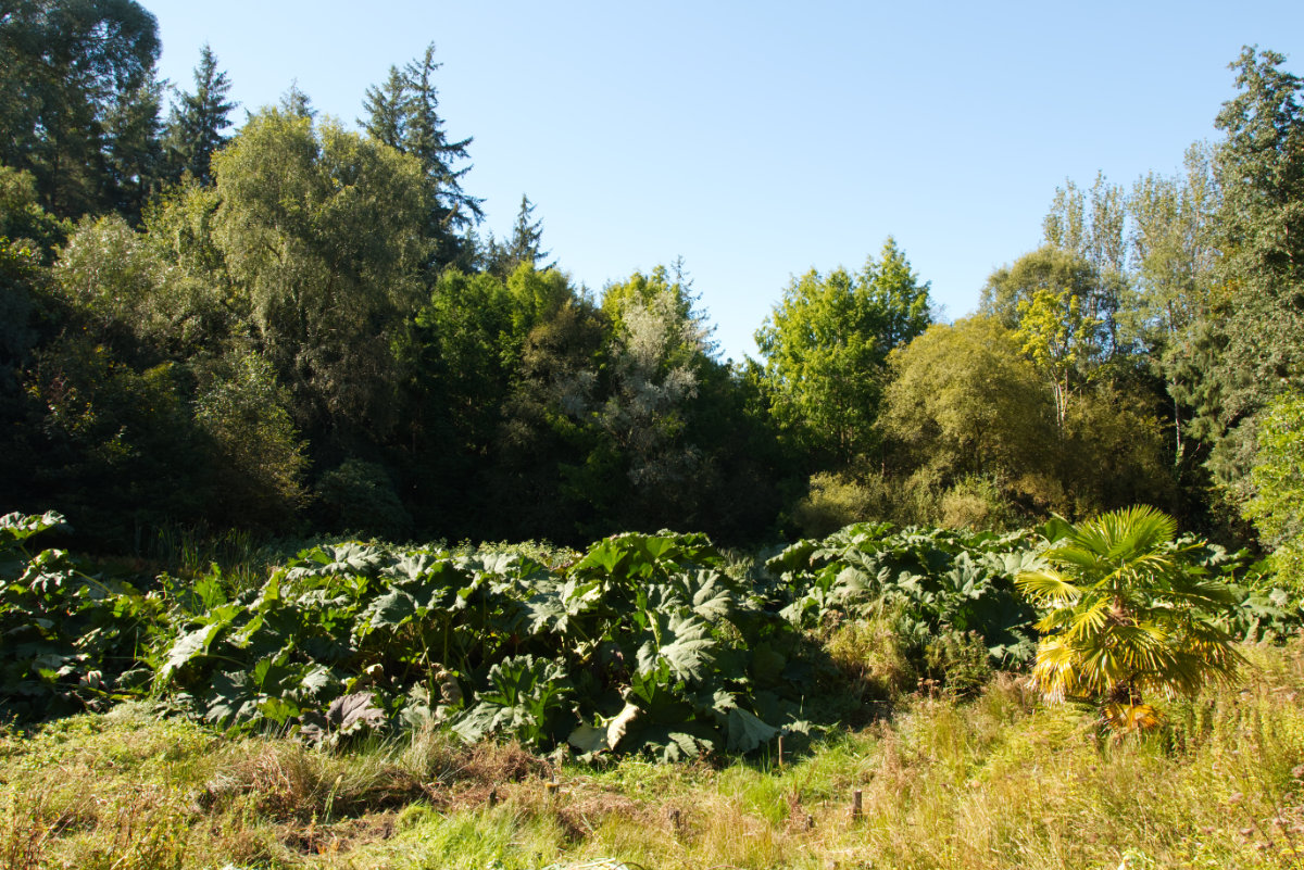 The huge leafy Gunnera Manicata