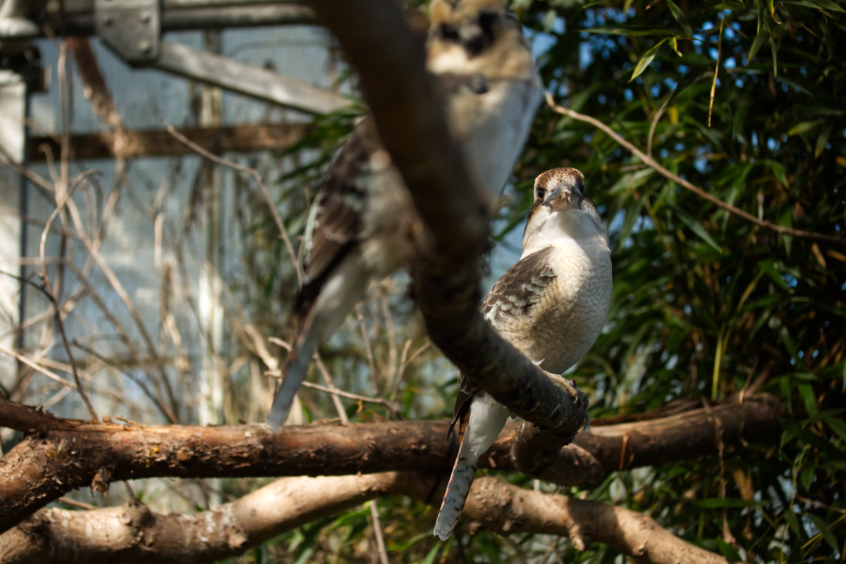 Free-roaming Kookaburras