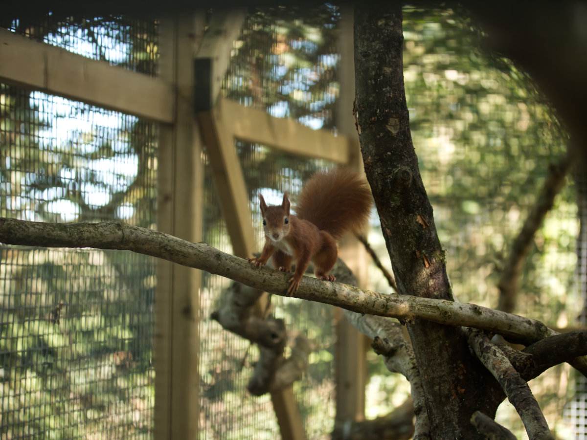 Adorable little red squirrel