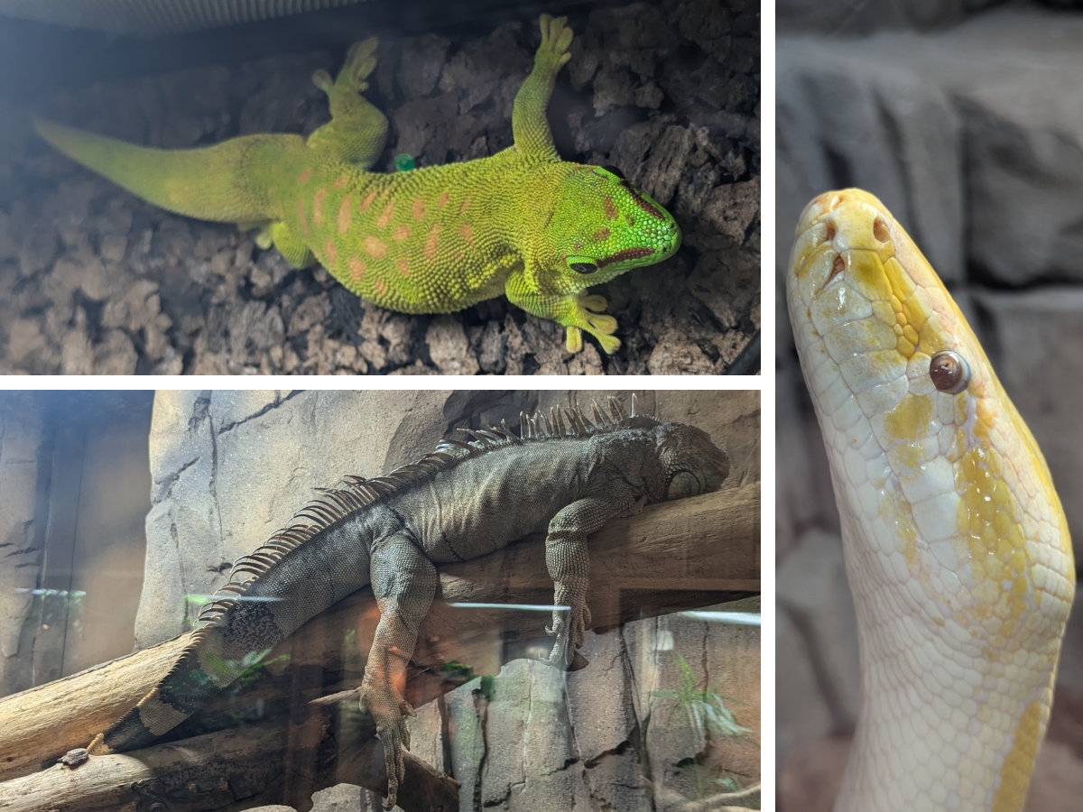 Exploring the reptile house