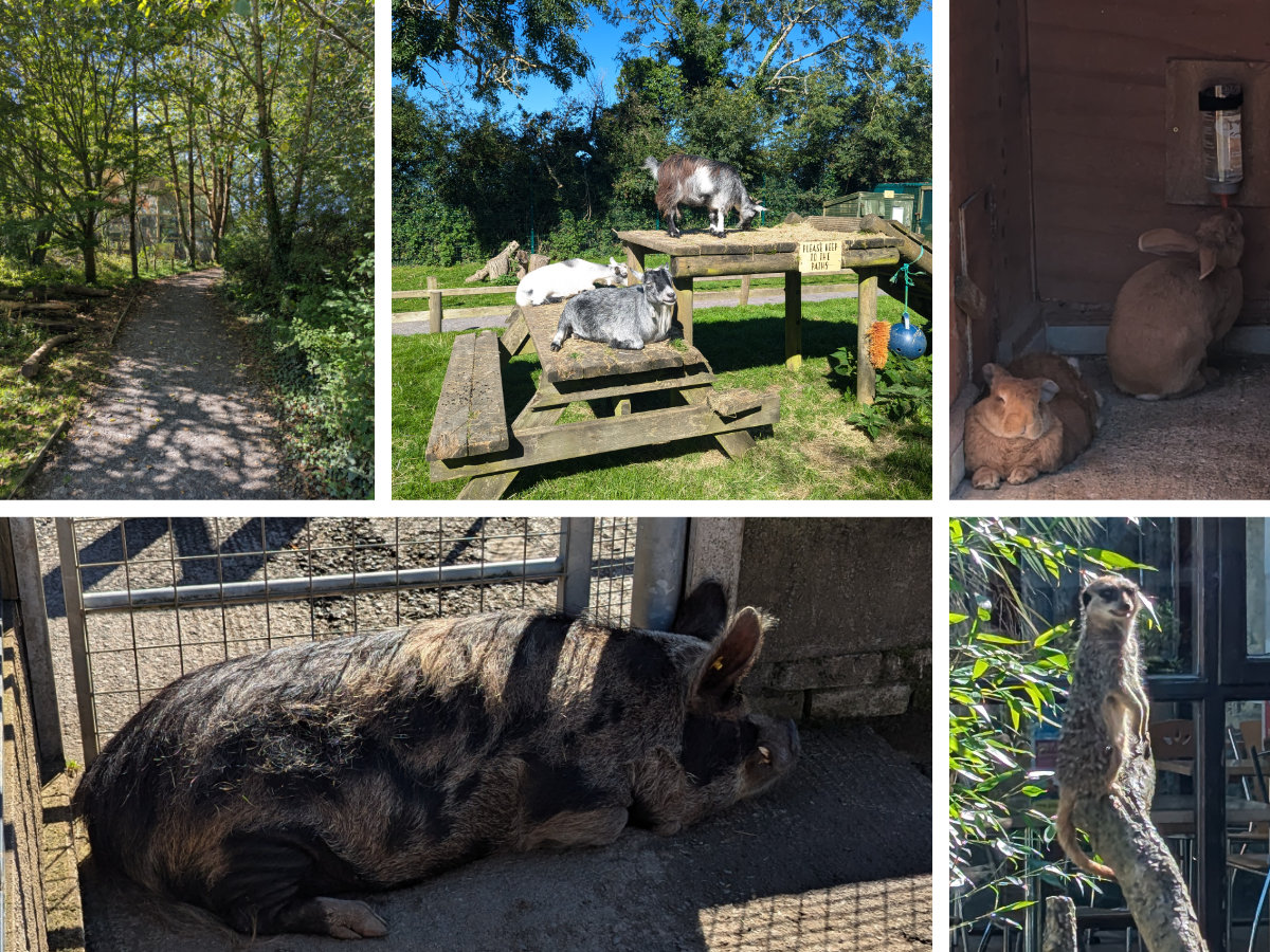 Exploring the outdoors with pigs, goats, rabbits and meerkats