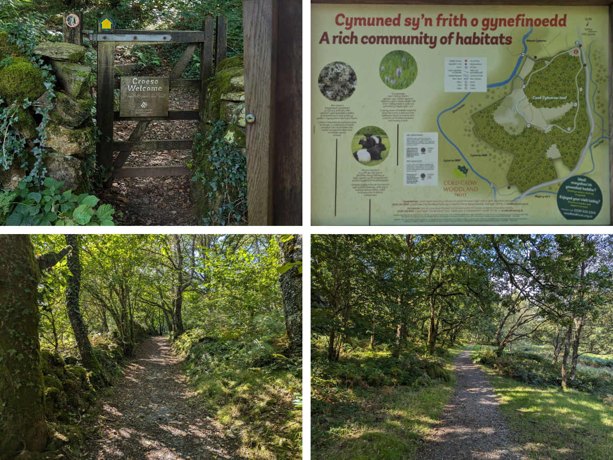 A lap of the woodland at Coed Cymerau-Isaf